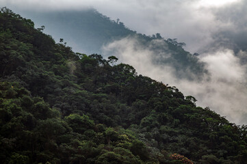 Rainforest with fog and natural green colors. A scene of Colombia's plant biodiversity.