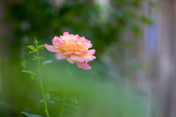 beautiful rose with blurred green leaf foreground