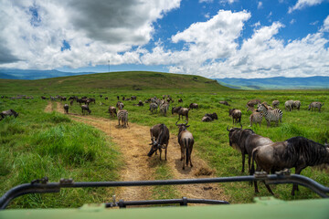Eine Herde von Gnus und Zebra steht auf dem Weg sowie im dichten Gras im Ngorongoro Krater in...