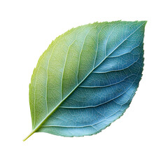 Single Leaf, Green Blue Gradient, Vein Texture, Nature Photography