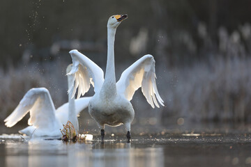 Łabędź krzykliwy (Cygnus cygnus) © Bartosz Rakoczy