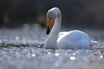 Łabędź krzykliwy (Cygnus cygnus) © Bartosz Rakoczy