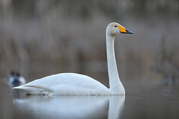 Łabędź krzykliwy (Cygnus cygnus) © Bartosz Rakoczy