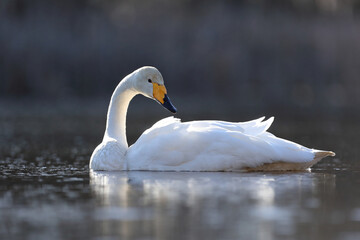 Łabędź krzykliwy (Cygnus cygnus) © Bartosz Rakoczy
