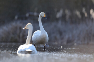 Łabędź krzykliwy (Cygnus cygnus) © Bartosz Rakoczy