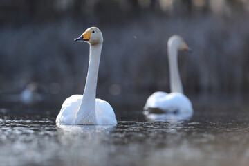 Łabędź krzykliwy (Cygnus cygnus) © Bartosz Rakoczy