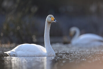 Łabędź krzykliwy (Cygnus cygnus) © Bartosz Rakoczy