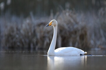 Łabędź krzykliwy (Cygnus cygnus) © Bartosz Rakoczy