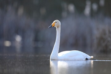 Łabędź krzykliwy (Cygnus cygnus) © Bartosz Rakoczy