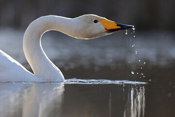 Łabędź krzykliwy (Cygnus cygnus) © Bartosz Rakoczy