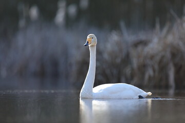 Łabędź krzykliwy (Cygnus cygnus) © Bartosz Rakoczy
