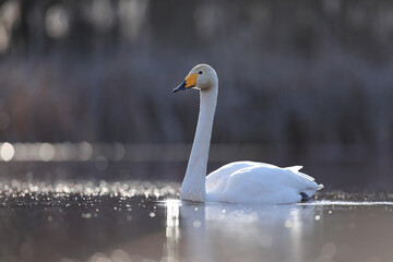 Łabędź krzykliwy (Cygnus cygnus) © Bartosz Rakoczy