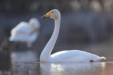 Łabędź krzykliwy (Cygnus cygnus) © Bartosz Rakoczy