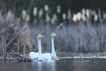 Łabędź krzykliwy (Cygnus cygnus) © Bartosz Rakoczy