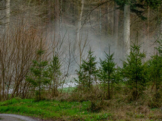 Wiederaufforstung im Mischwald im Frühjahr