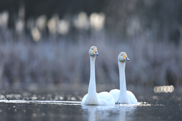 Łabędź krzykliwy (Cygnus cygnus) © Bartosz Rakoczy