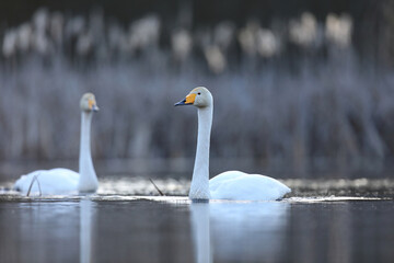 Łabędź krzykliwy (Cygnus cygnus) © Bartosz Rakoczy