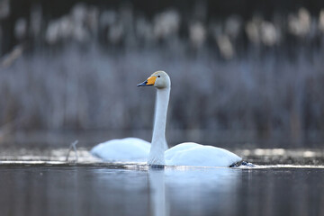 Łabędź krzykliwy (Cygnus cygnus) © Bartosz Rakoczy
