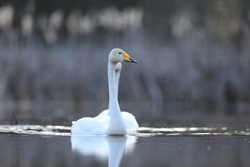 Łabędź krzykliwy (Cygnus cygnus) © Bartosz Rakoczy
