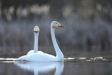 Łabędź krzykliwy (Cygnus cygnus) © Bartosz Rakoczy