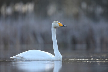 Łabędź krzykliwy (Cygnus cygnus) © Bartosz Rakoczy
