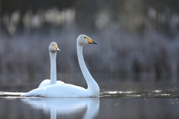 Łabędź krzykliwy (Cygnus cygnus) © Bartosz Rakoczy