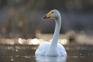 Łabędź krzykliwy (Cygnus cygnus) © Bartosz Rakoczy