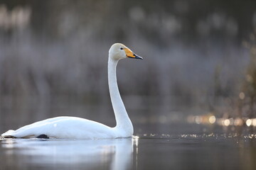 Łabędź krzykliwy (Cygnus cygnus) © Bartosz Rakoczy