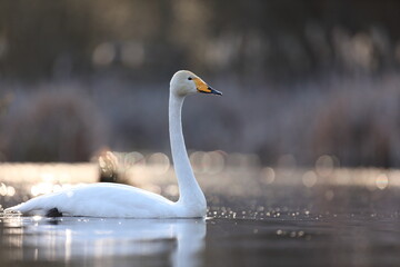 Łabędź krzykliwy (Cygnus cygnus) © Bartosz Rakoczy
