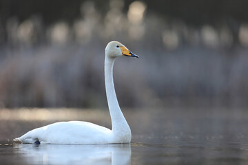 Łabędź krzykliwy (Cygnus cygnus) © Bartosz Rakoczy