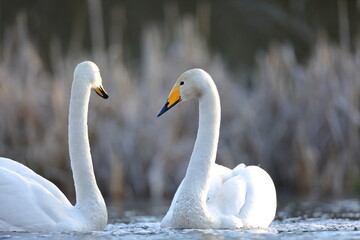 Łabędź krzykliwy (Cygnus cygnus) © Bartosz Rakoczy