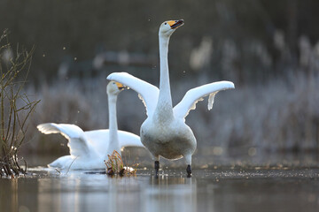 Łabędź krzykliwy (Cygnus cygnus) © Bartosz Rakoczy