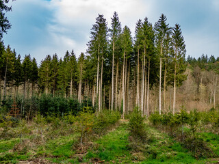 Wiederaufforstung im Mischwald im Frühjahr