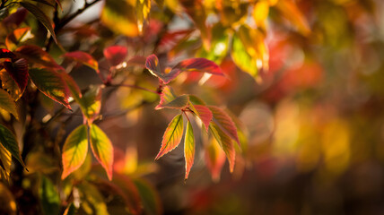 Fototapeta premium Close-up of Vibrant Autumn Leaves Showing a Spectrum of Red, Orange, and Yellow Colors