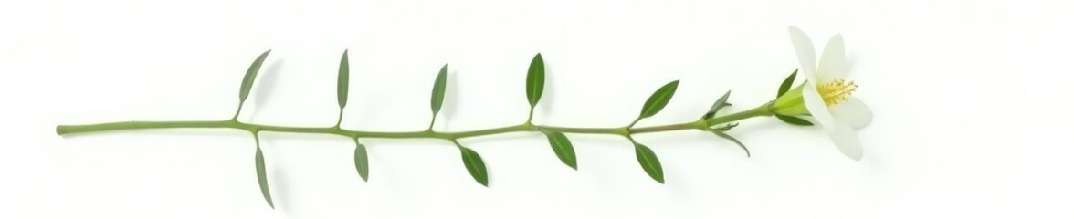 Obraz premium A single stem with leaves isolated on white background, isolated flower, green, white background