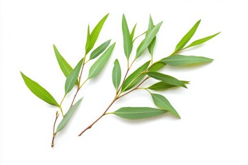 Fototapeta premium Fresh green eucalyptus leaves on white background