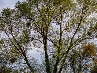 Baum mit groen Misteln im Frühjahr
