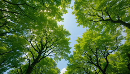 Fototapeta premium Whispers of the Canopy: Capturing the lush embrace of a verdant forest, as sunlight filters through the vibrant green leaves, offering a glimpse of the open sky.