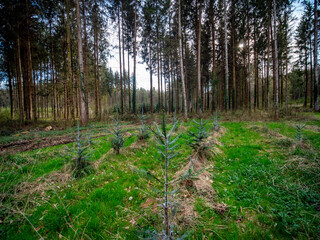 Obraz premium Wiederaufforstung im Mischwald im Frühjahr