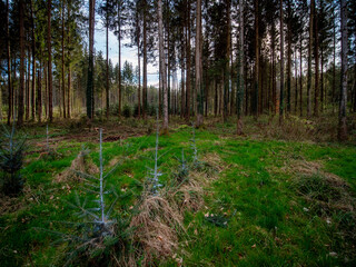 Wiederaufforstung im Mischwald im Frühjahr