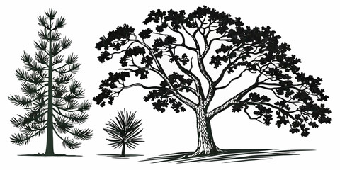 Black and White Tree Sketch: Pine, Oak, Evergreen, Deciduous Nature Illustration