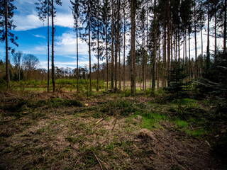 Wiederaufforstung im Mischwald im Frühjahr