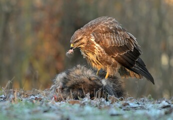 Common buzzard Buteo buteo wildlife prey nature predator beautiful animal beautiful sighting...