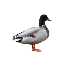 Freigesteller Erbel.