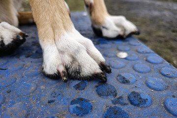 Close-up of dirty dog paws after walking in rainy weather. dirty paws with mud stuck to the claws after a walk in the park. grooming, pet care, dog training, and veterinary hygiene awareness.