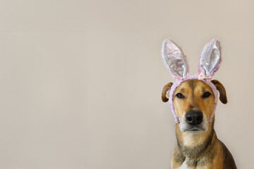 Cute dog in bunny costume sitting on beige background with copy space. Dog Rabbit Mascot for Easter design, holiday ads, greeting card, pet product branding and social media content