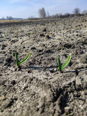 new life concept, garlic sprout in the field