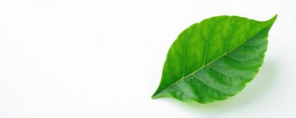 Obraz premium Single leaf against white background with veins visible, botanicals, simple composition,