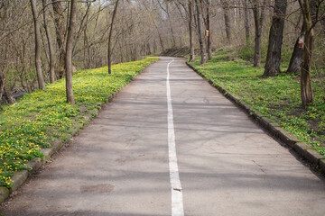 Bike path in the park. Asphalt pavement.