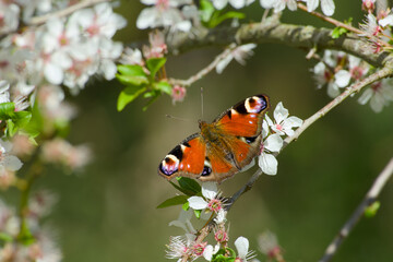 peacock butterfly sitting on the white cherry plum flower close-up